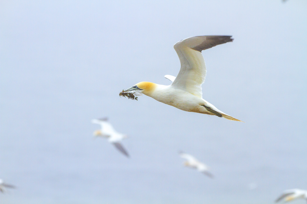 Gannet