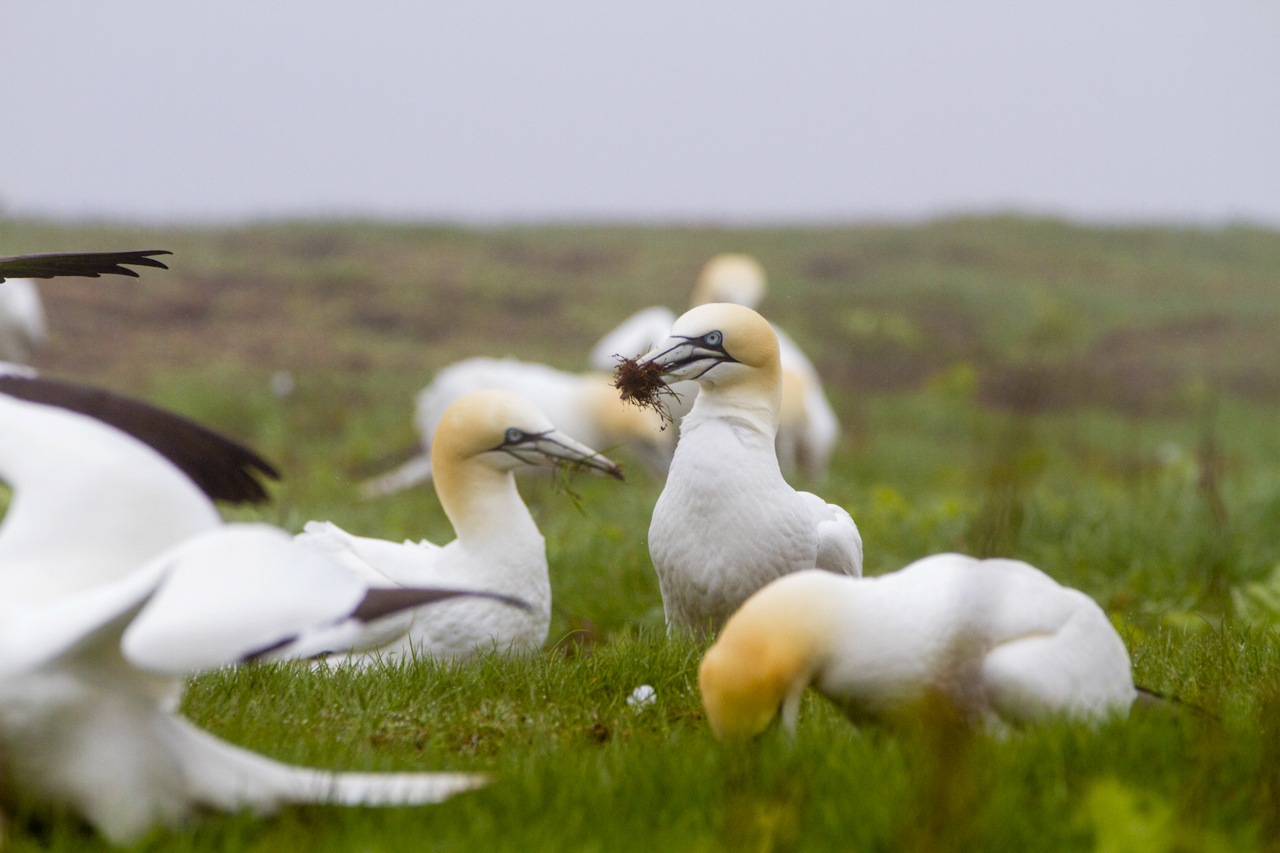 Gannet