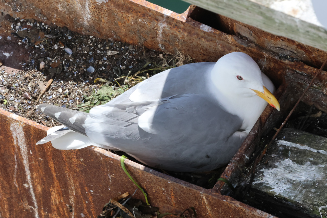 Ultimate British Columbia: Coast & Grasslands Trip Report (May 31 – June 12)