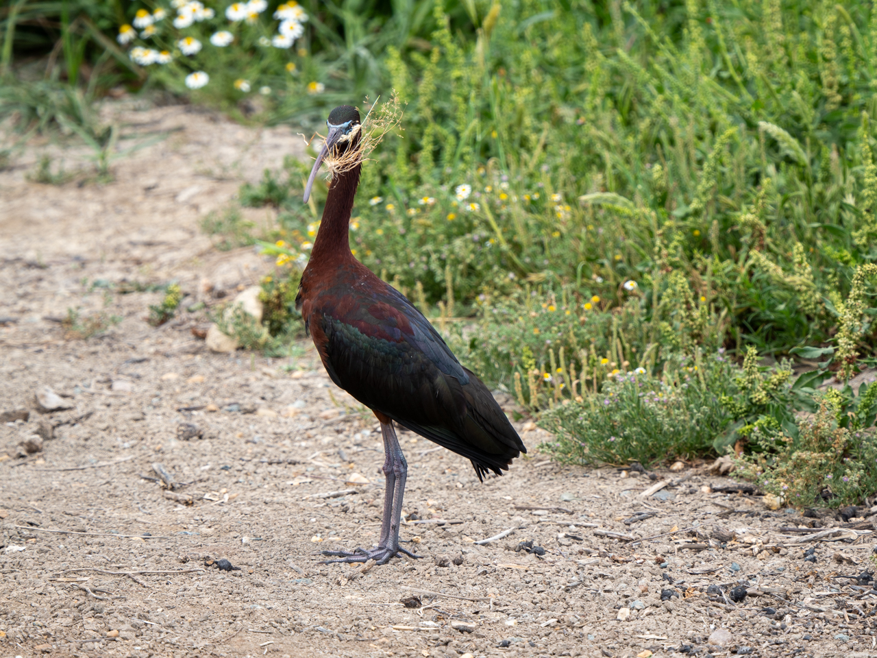 Glossy Ibis
