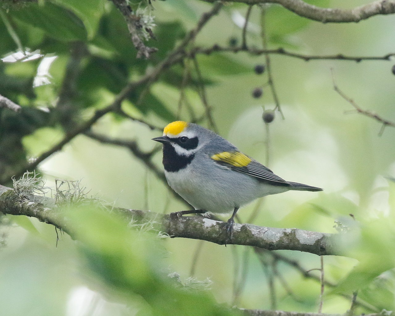 Golden-winged Warbler