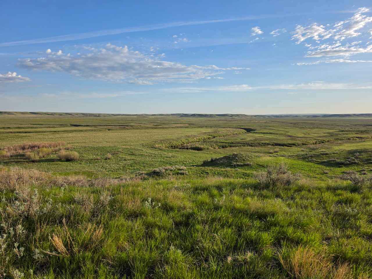 Grasslands