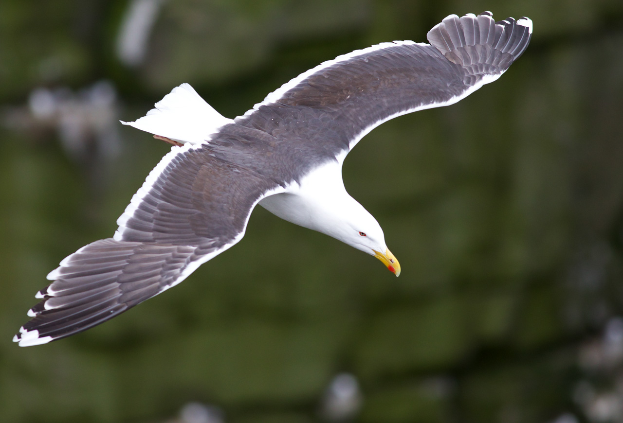 Great Black-backed Gull