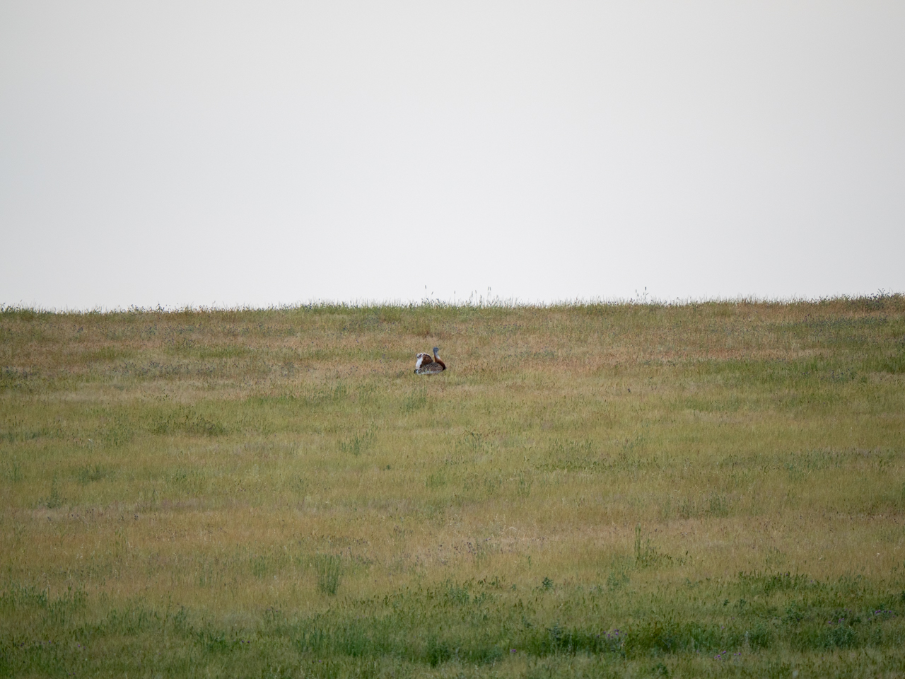 Great Bustard