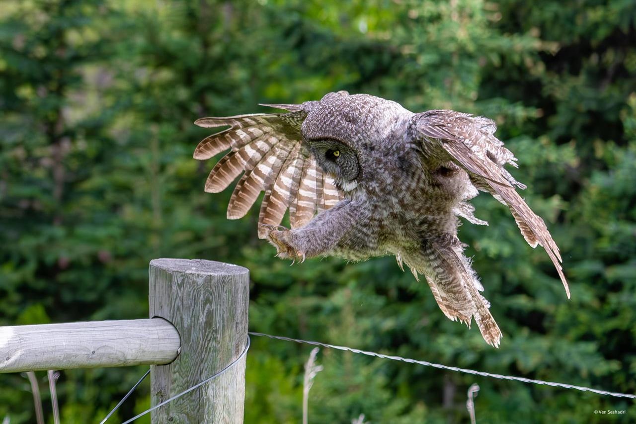 Great Gray Owl