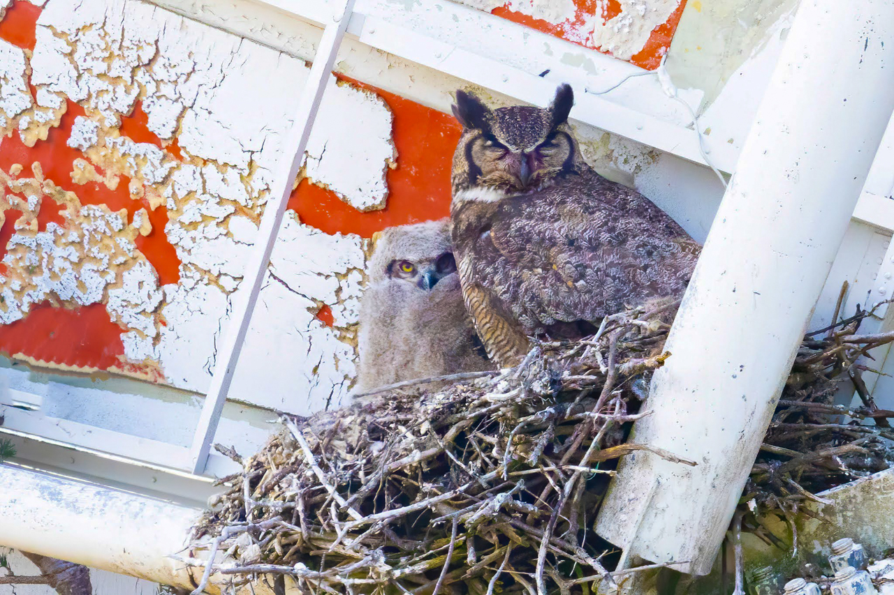 Great Horned Owl nest