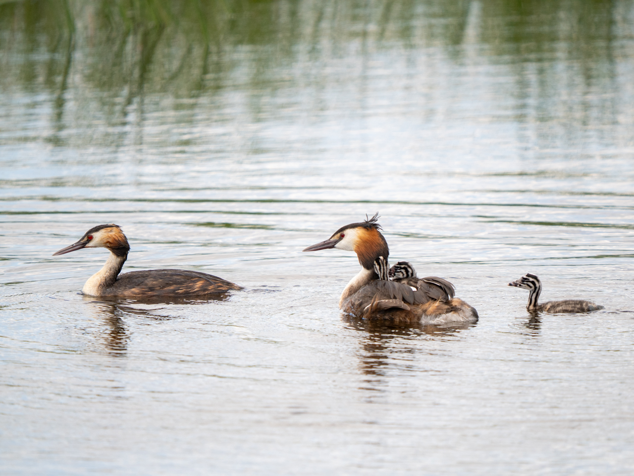 Great Crested Grebe