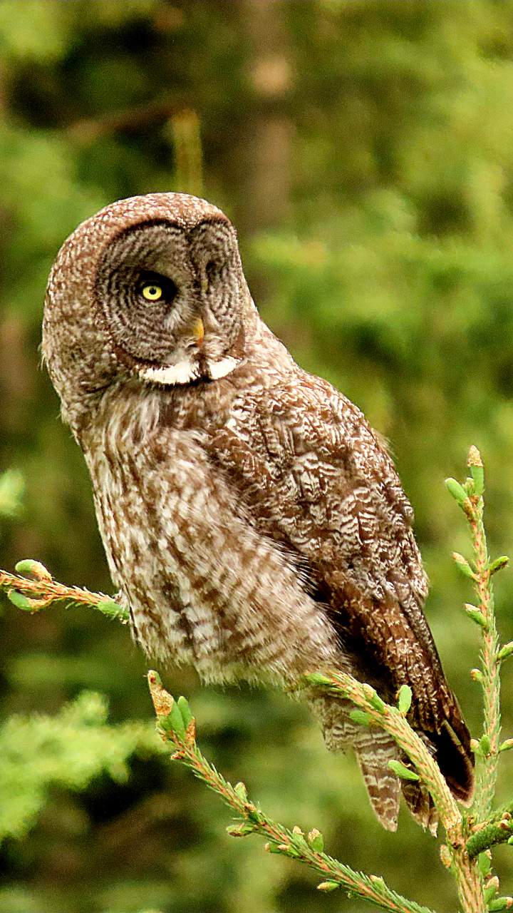 Great Gray Owl