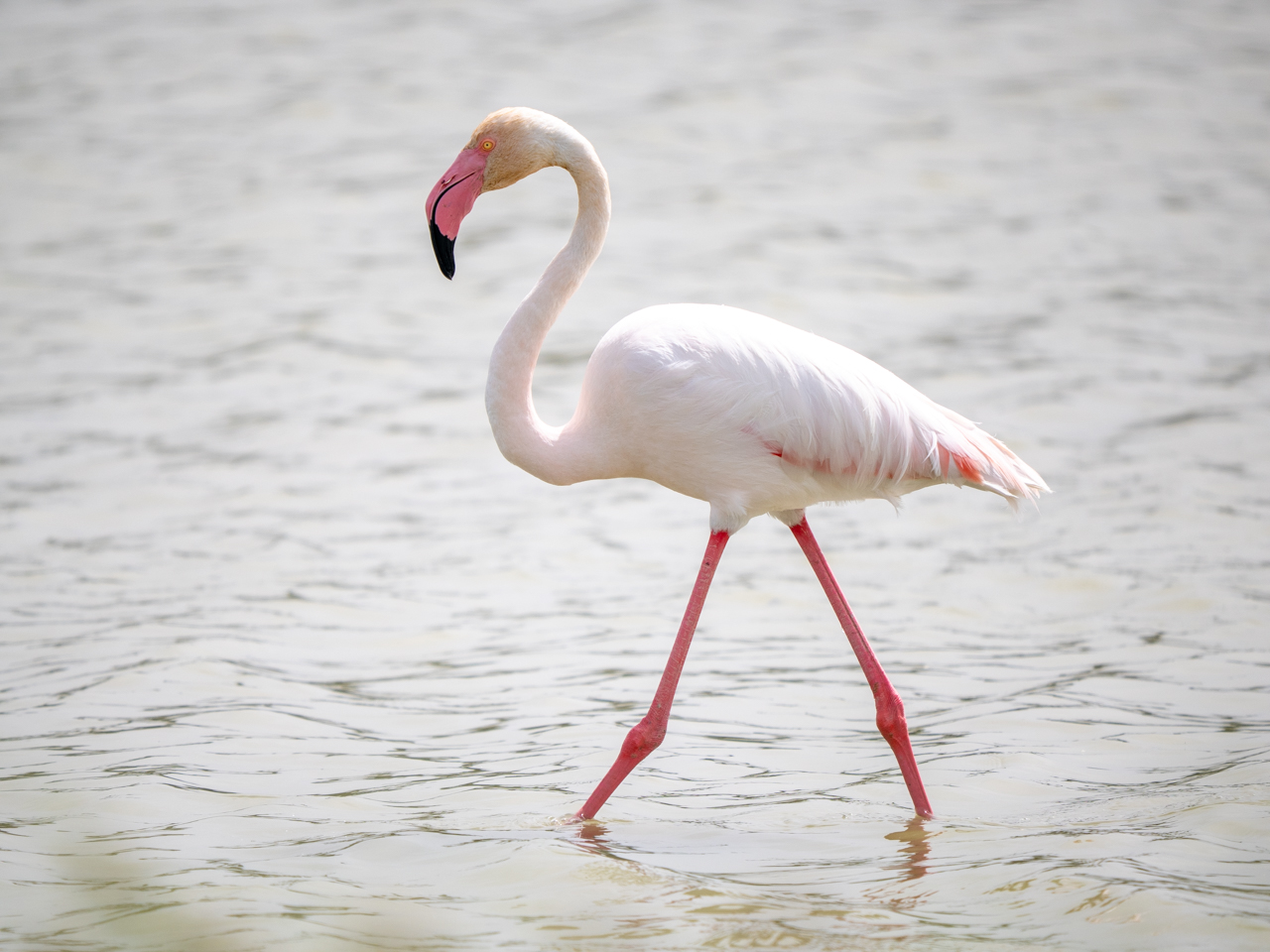 Greater Flamingo