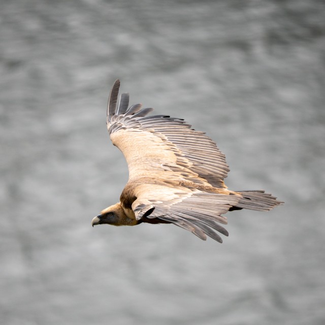 Griffon Vulture