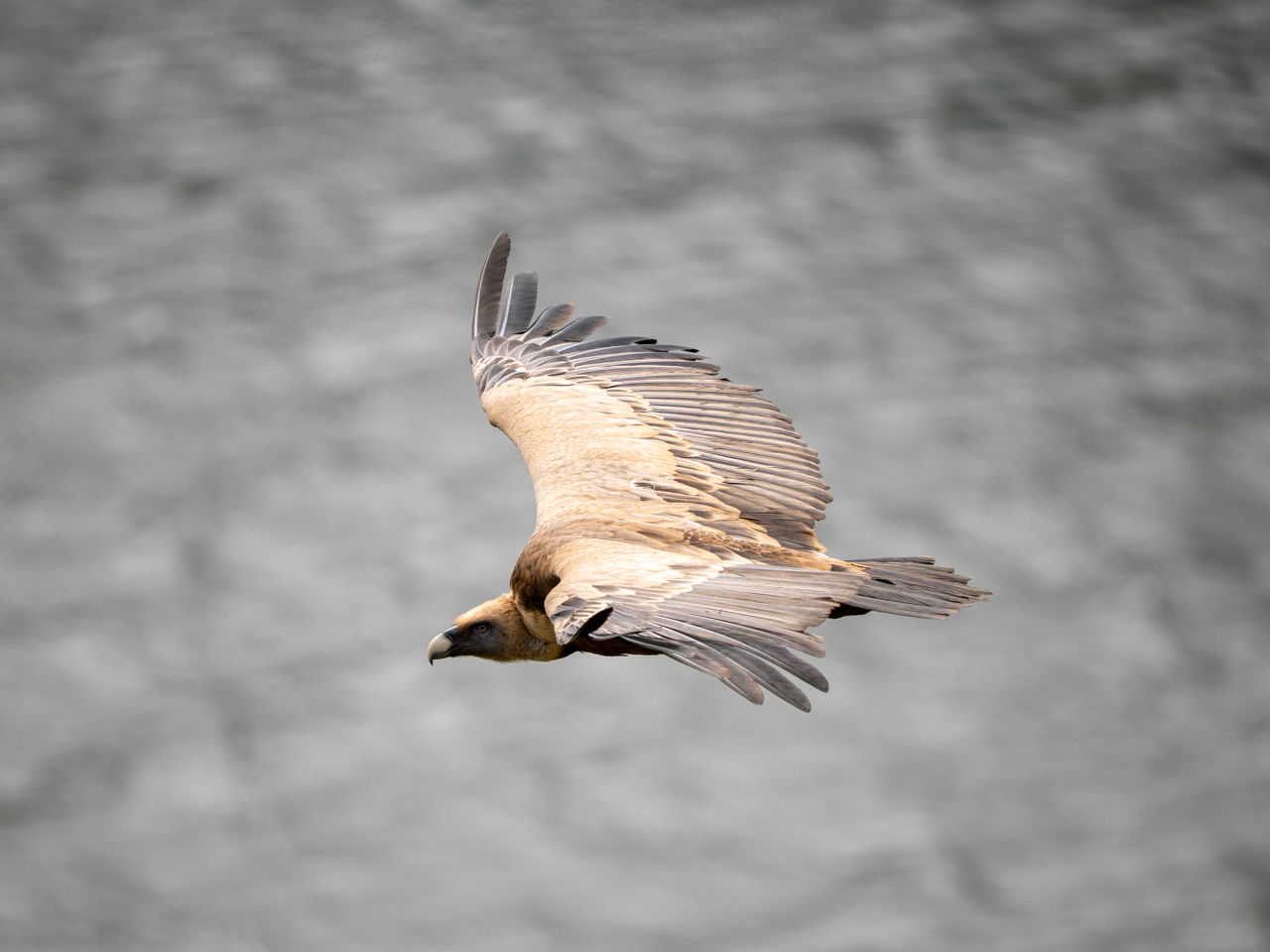 Griffon Vulture