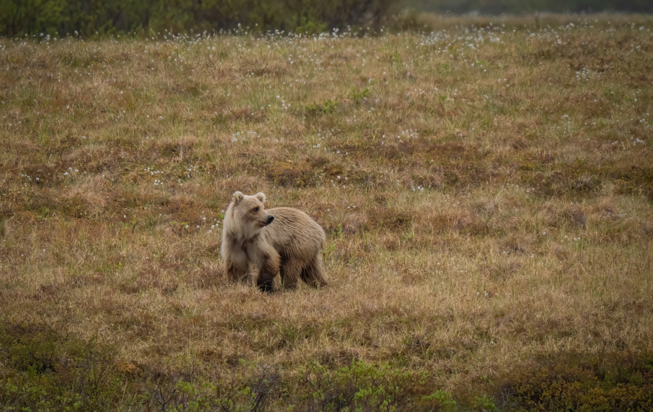 Brown Bear (Grizzly)