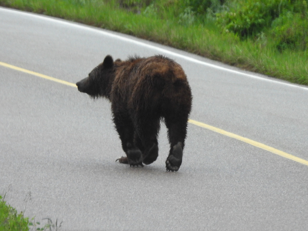 Grizzly Bear