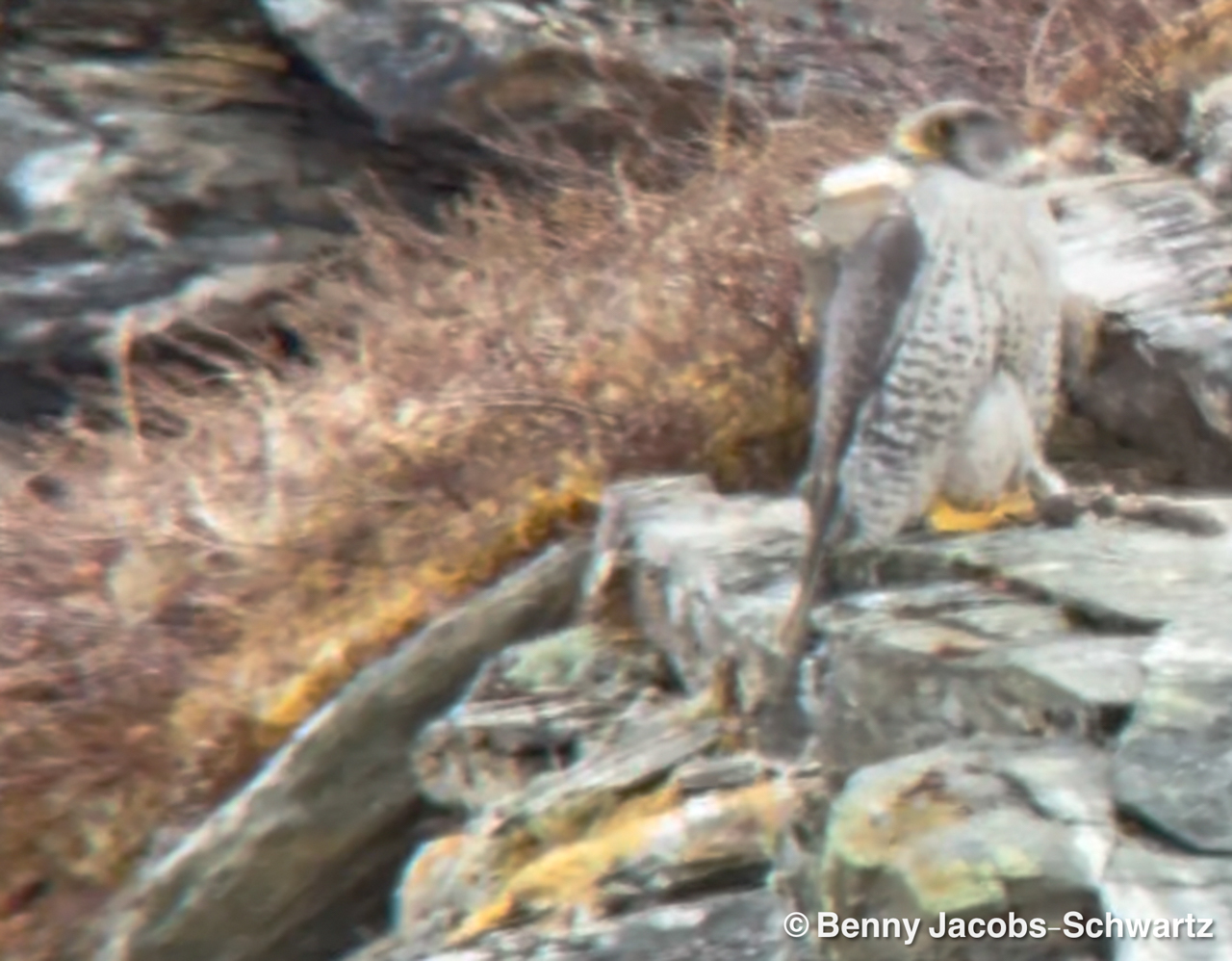 Gyrfalcon