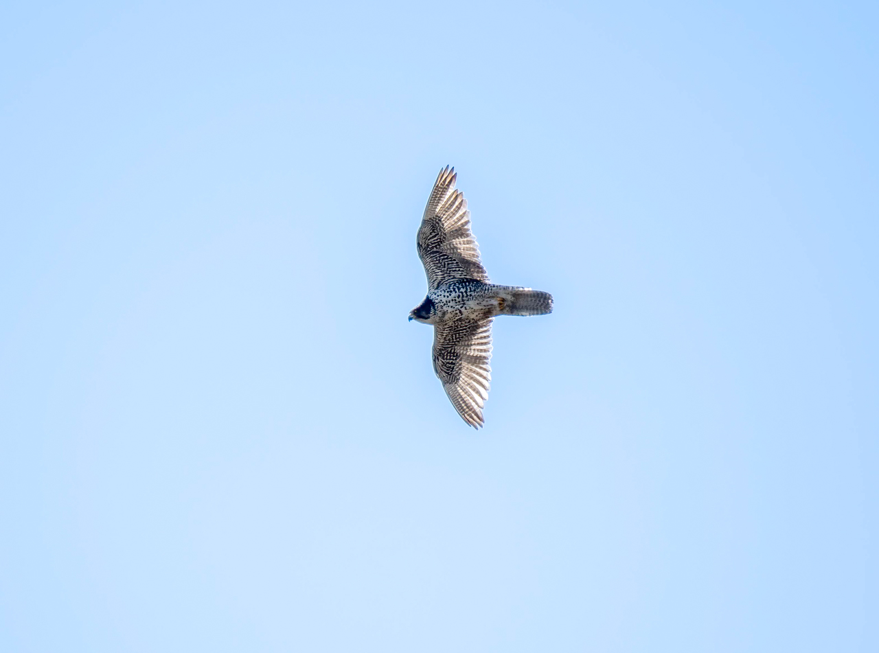 Gyrfalcon