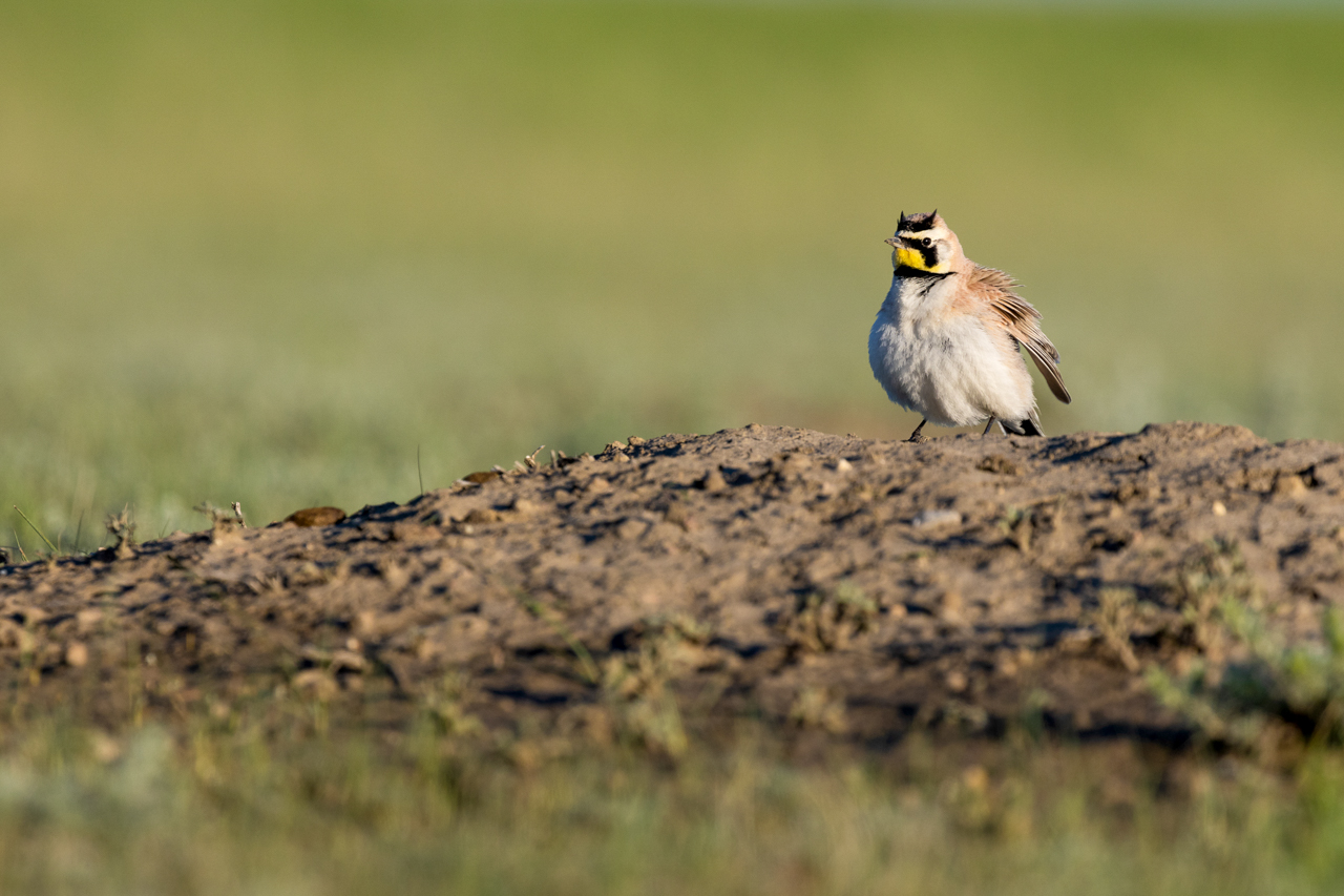 Horned Lark