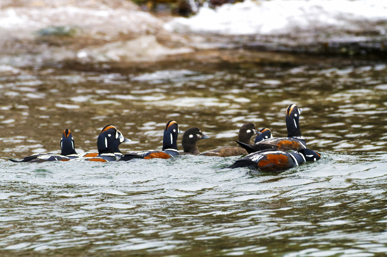 Harlequin Duck