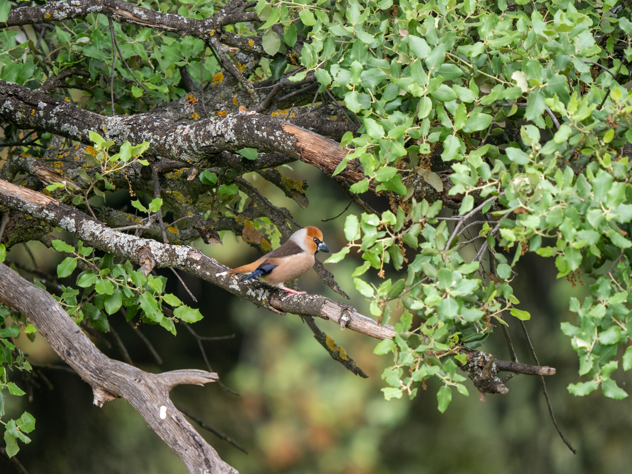 Hawfinch