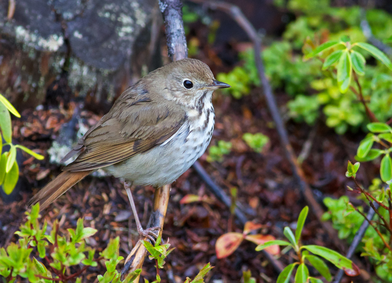 Hermit Thrush