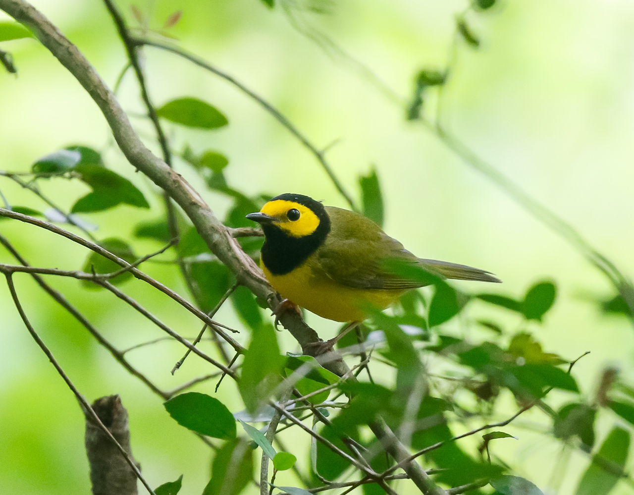Hooded Warbler