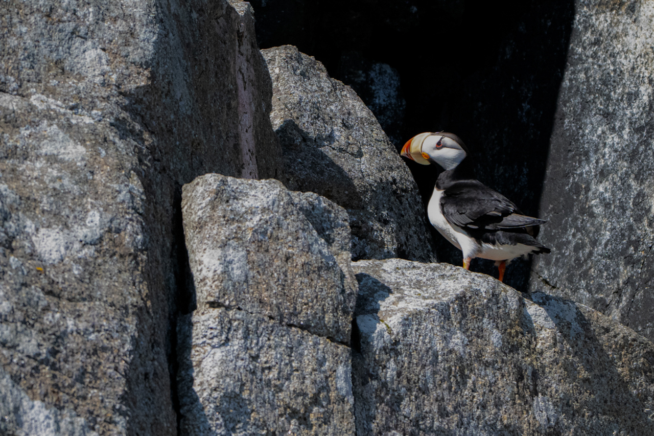 Horned Puffin