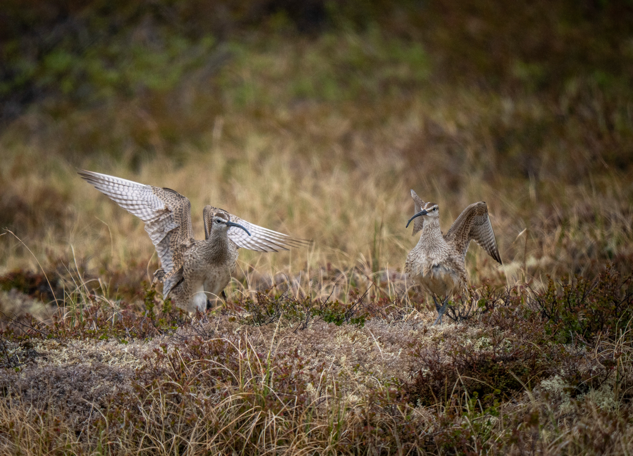 Hudsonian Whimbrel