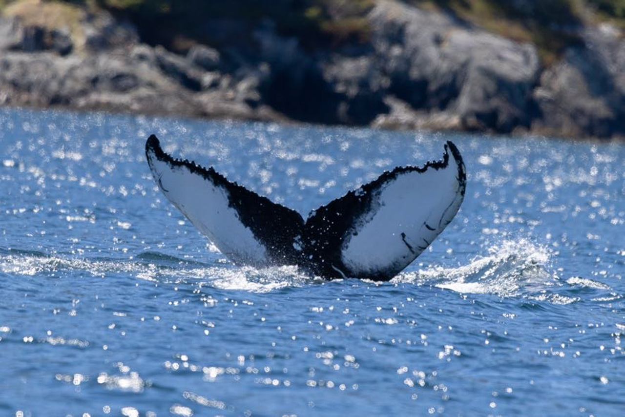 Humpback Whale