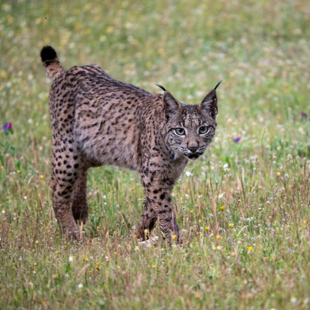 Iberian Lynx
