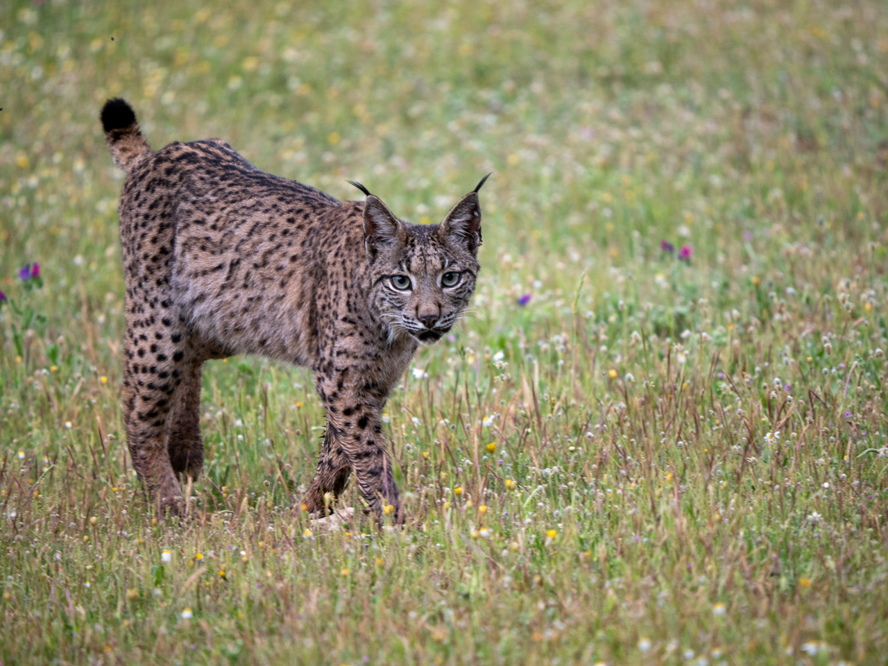 Iberian Lynx