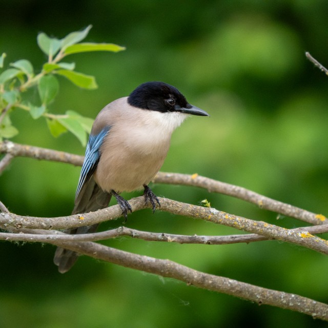 Iberian Magpie