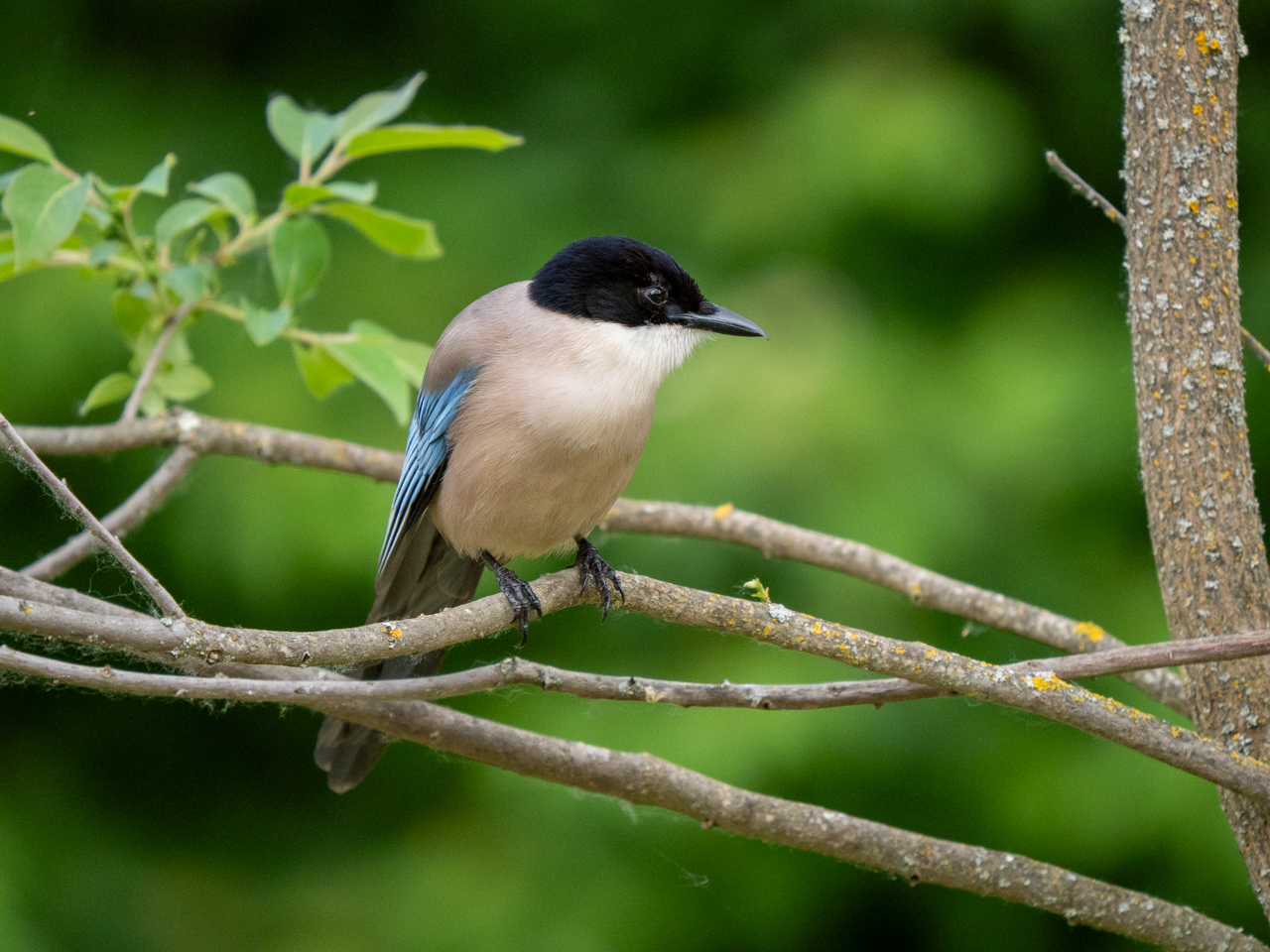 Iberian Magpie