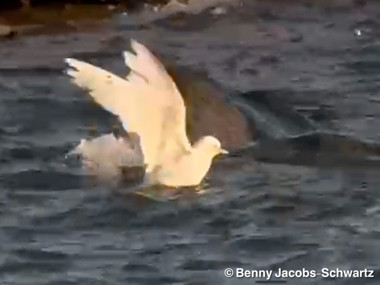 Ivory Gull