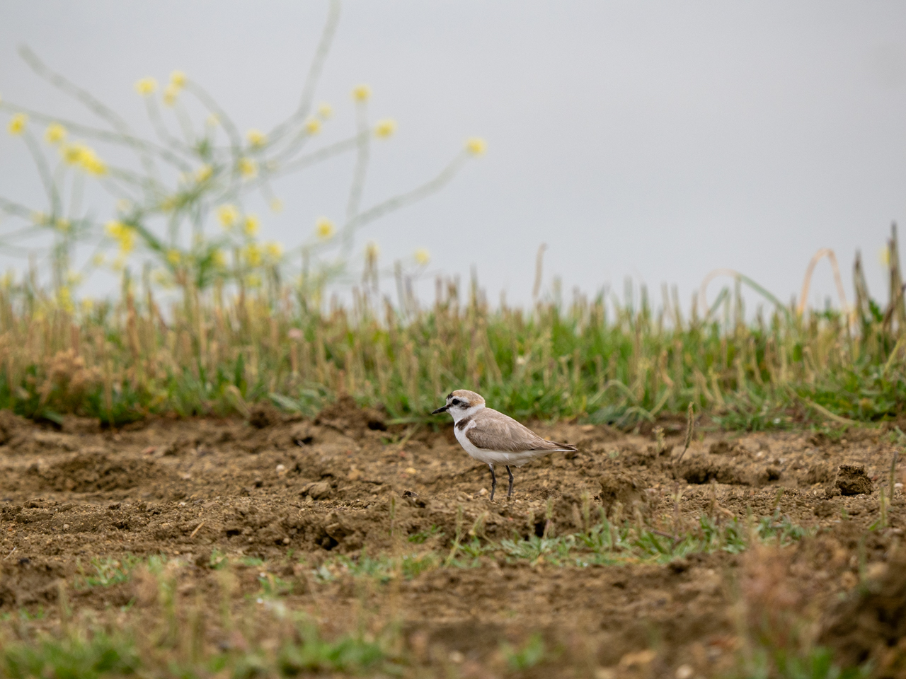 Kentish Plover