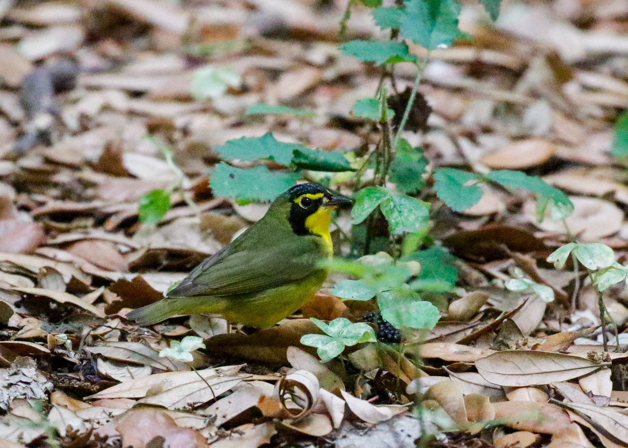 Kentucky Warbler