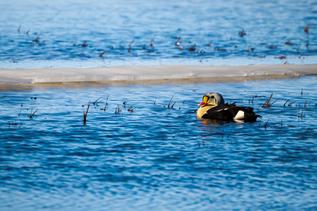 King Eider