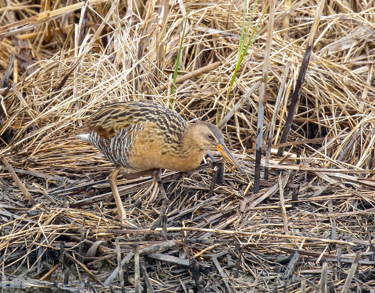 King Rail