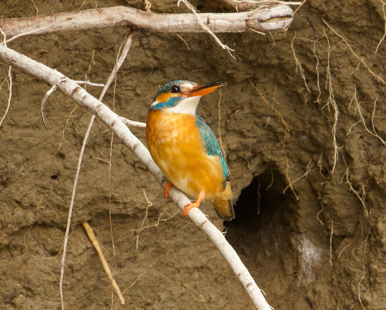 Kingfisher