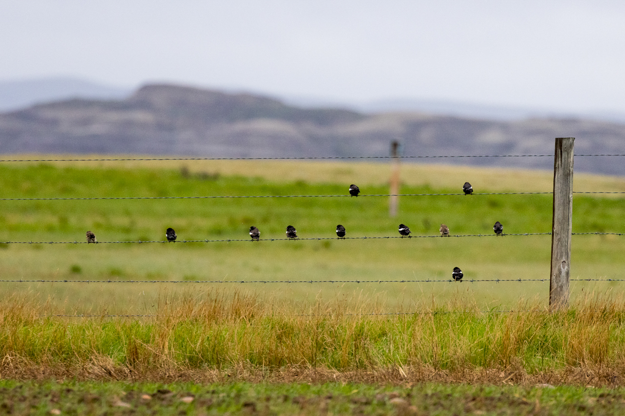 Lark Buntings