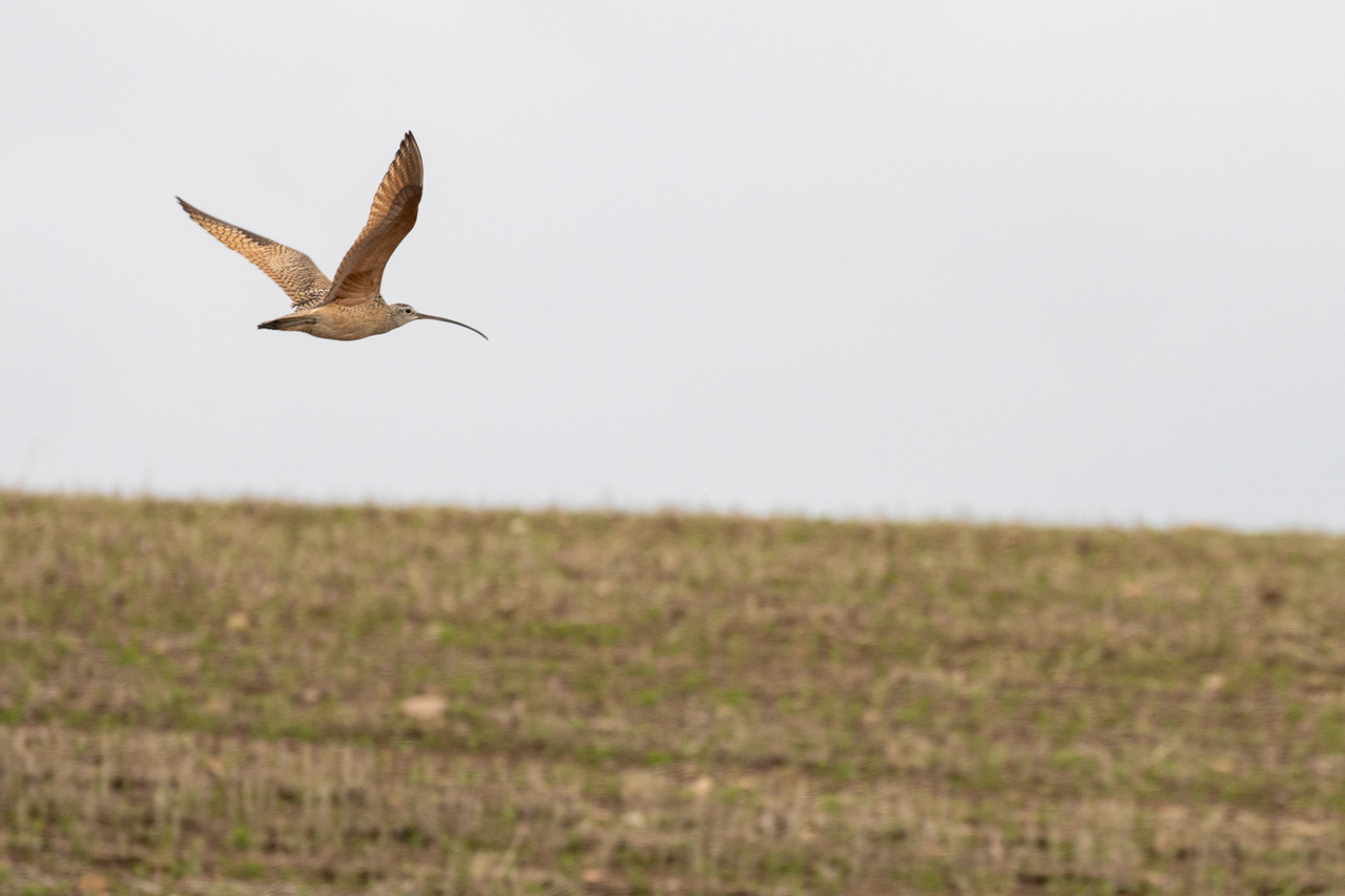 Long-billed Curlew
