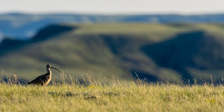 Saskatchewan in Spring Trip Report 2026