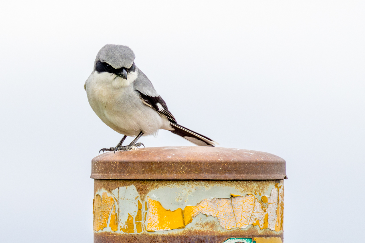 Loggerhead Shrike
