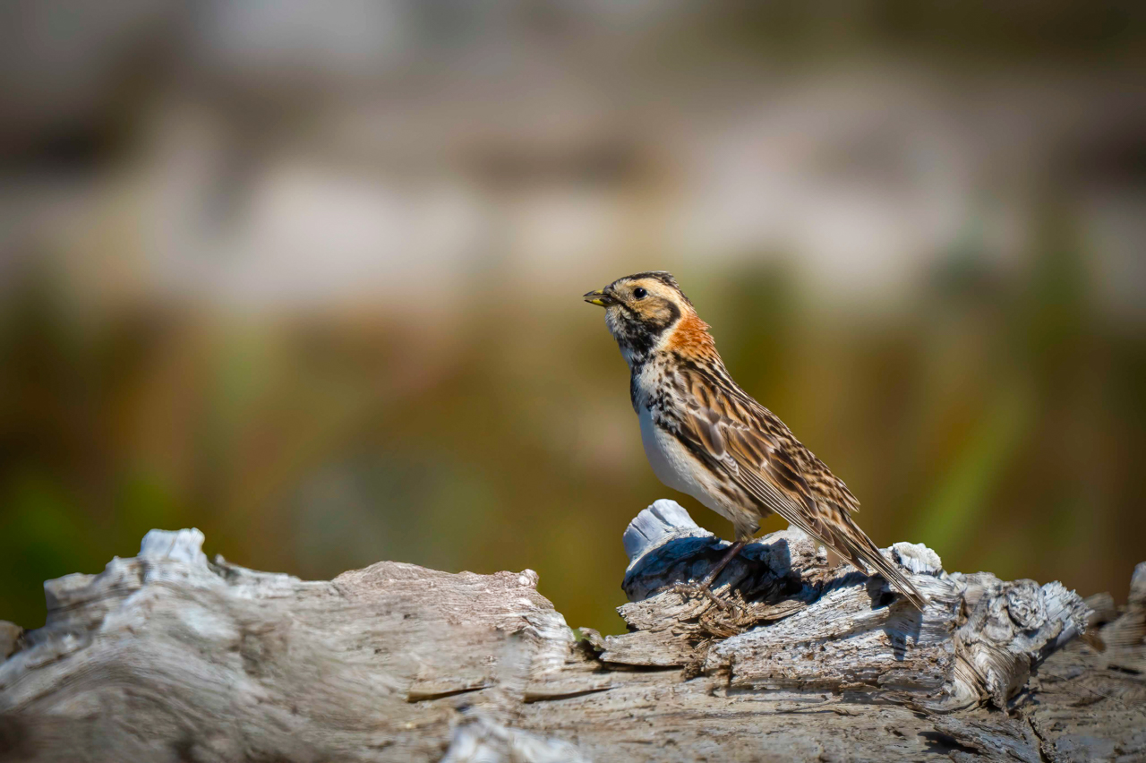 Lapland Longspur, female