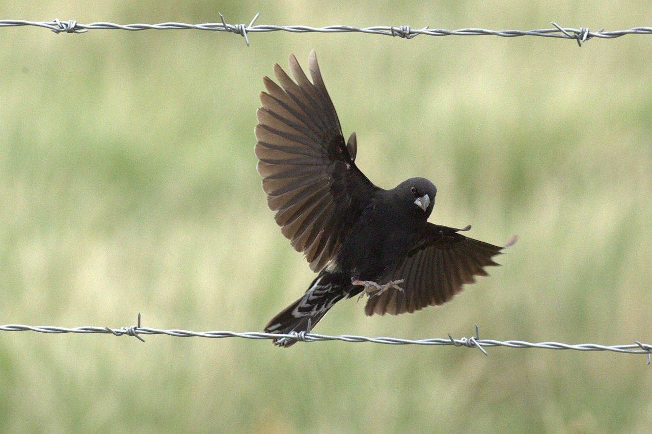 Lark Bunting