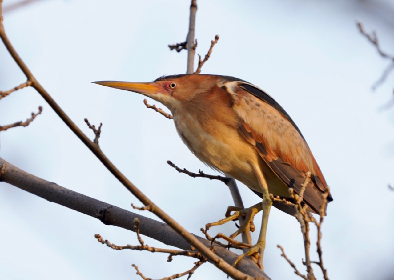 Least Bittern