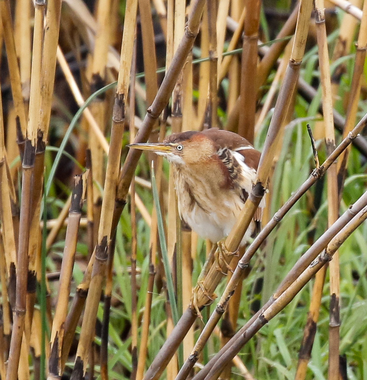 Least Bittern