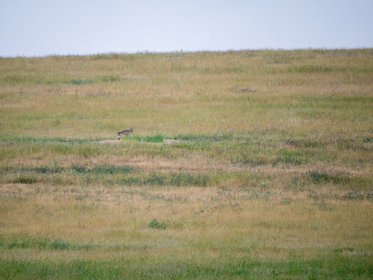 Little and Great Bustard