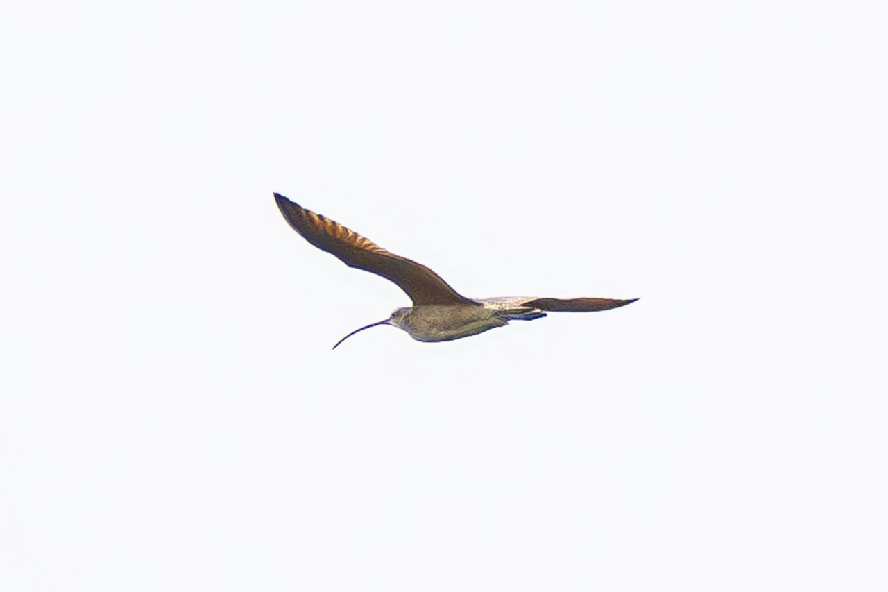 Long-billed Curlew