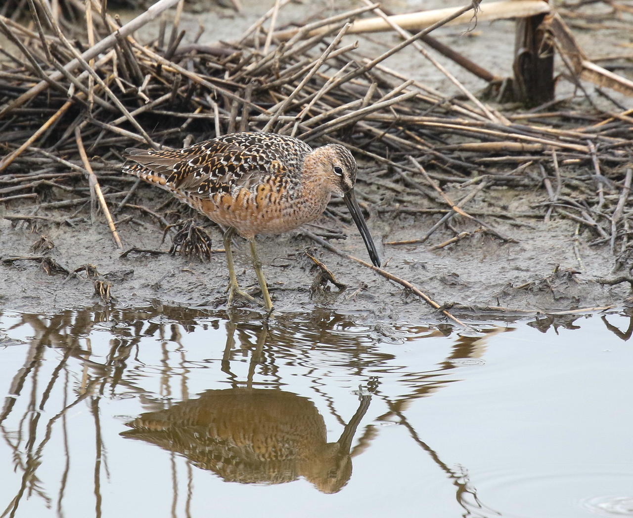 Long-billed Dowitcher