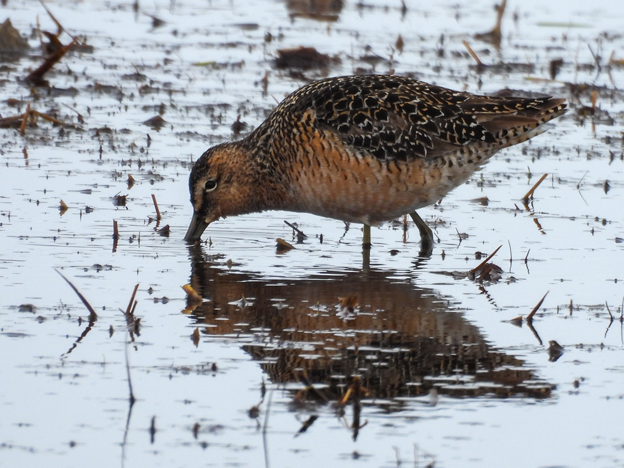 Long-billed Dowitcher