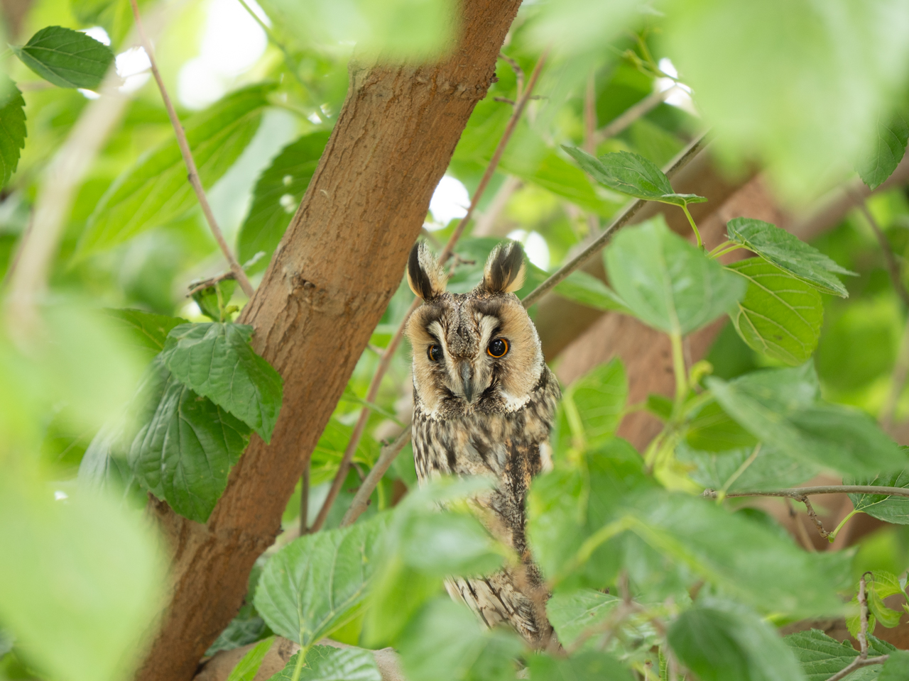 Long-eared Owl